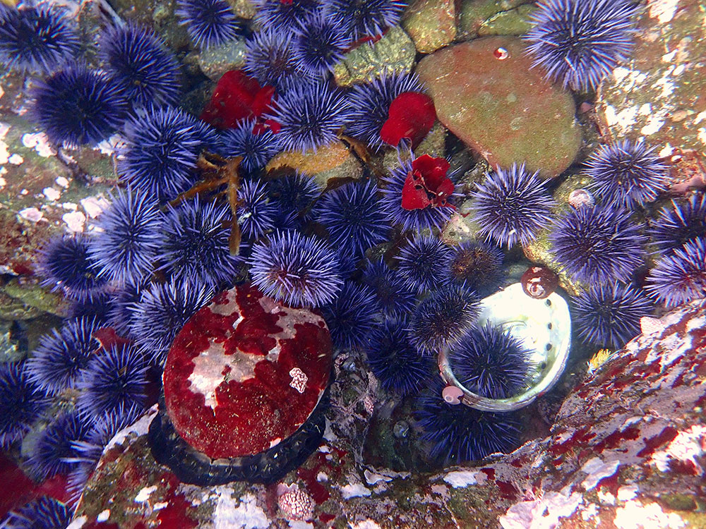 Red abalone (Haliotis rufescens) and purple urchins (Strongylocentrotus purpuratus) compete for scraps of kelp.  Photo credit: Katie Sowul
