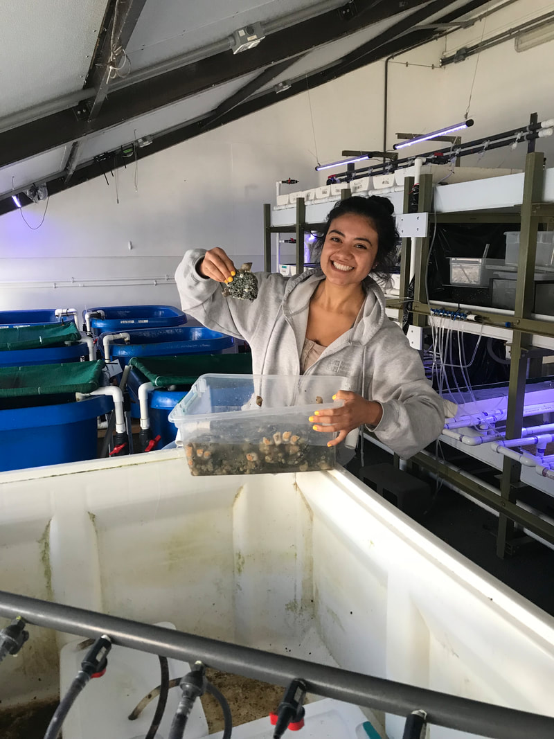 Nayeli Echeverria assisting Graduate Student Isabelle Neylan count the baby snail eggs. PC: Isabelle Neylan