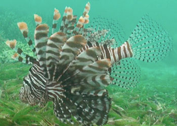zebrafish