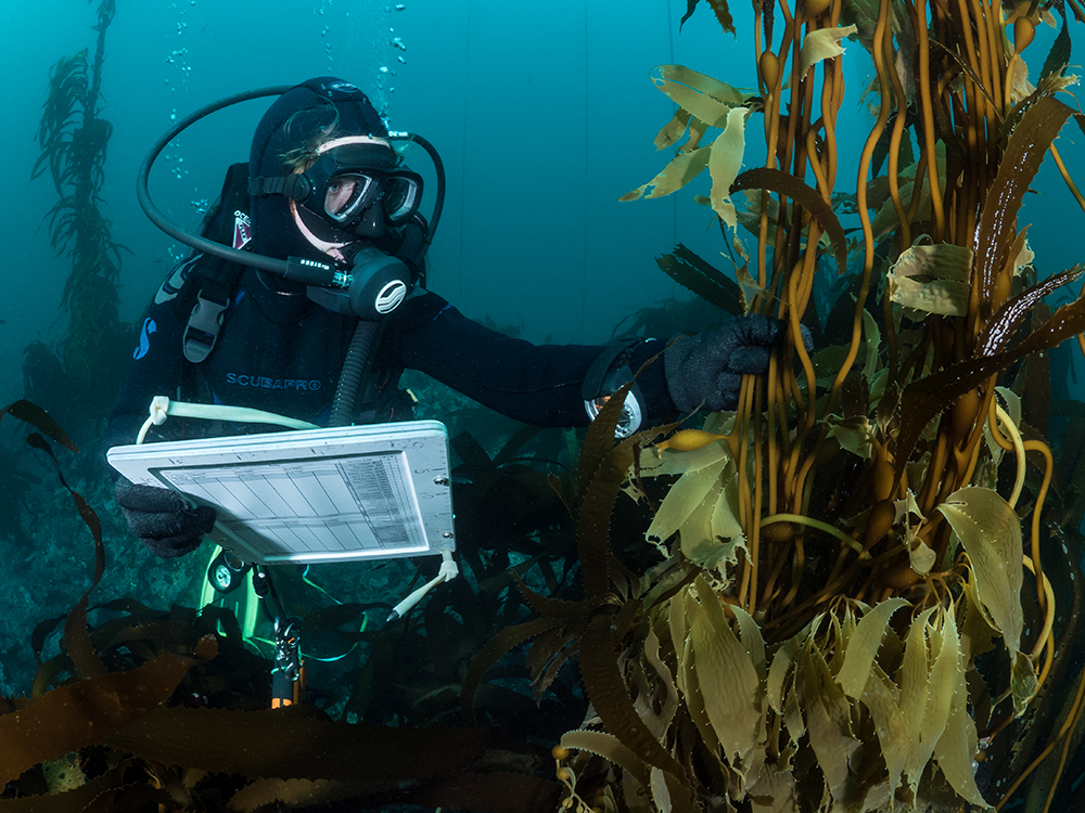 A scuba diver underwater next to a kelp plant
