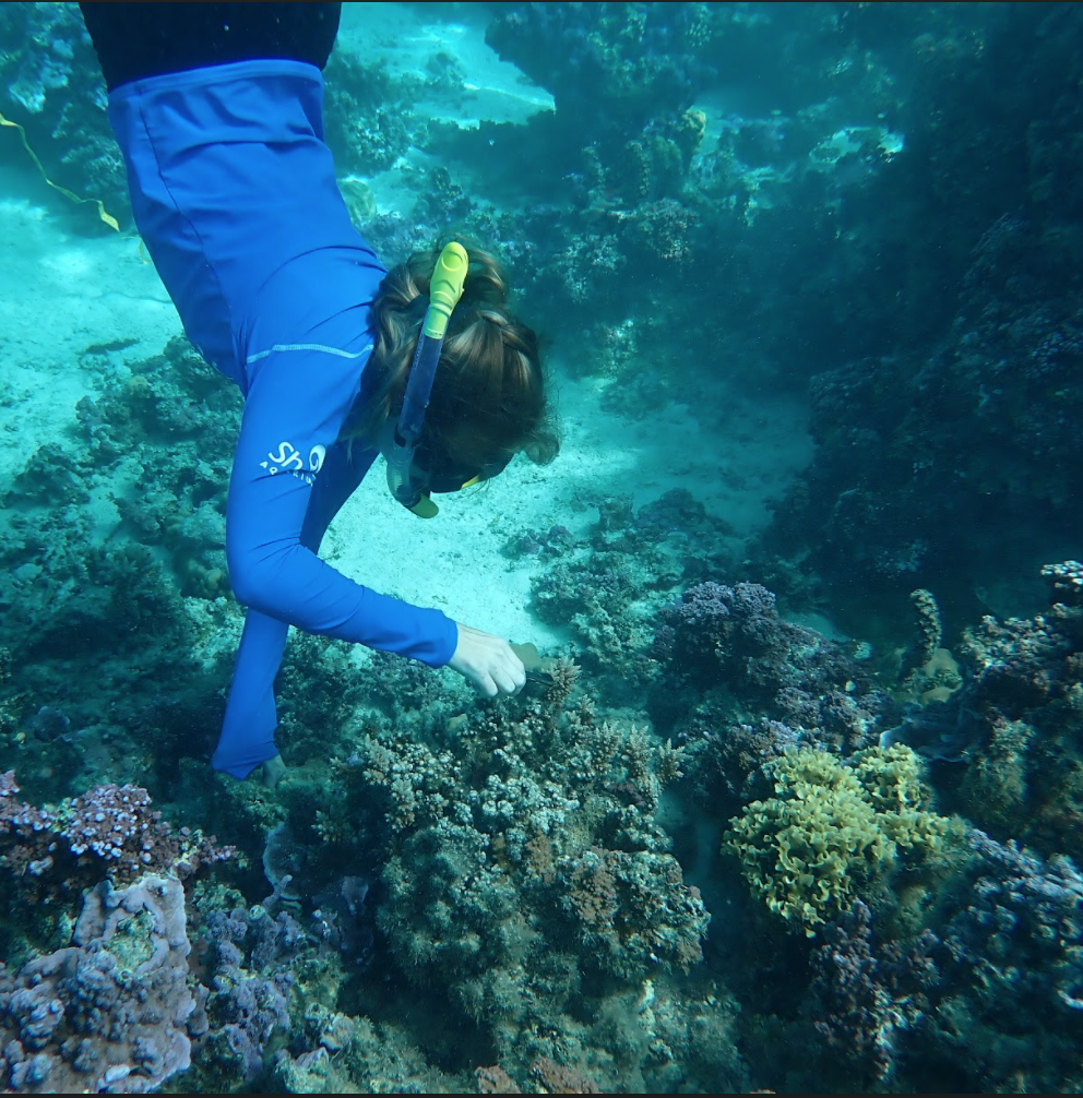 An underwater image of a person in snorkeling gear diving to sample corals on the seafloor.