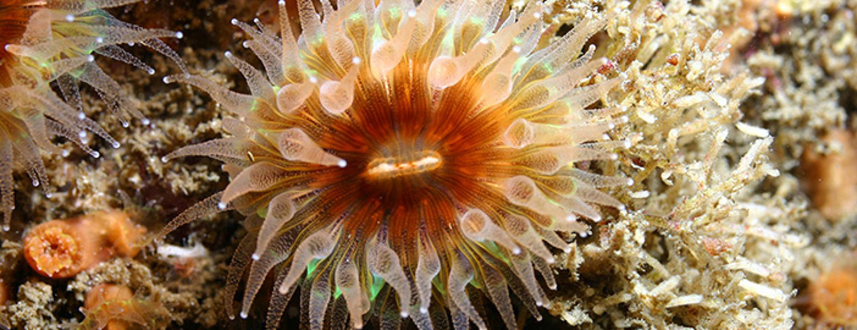 A close up of an anemone