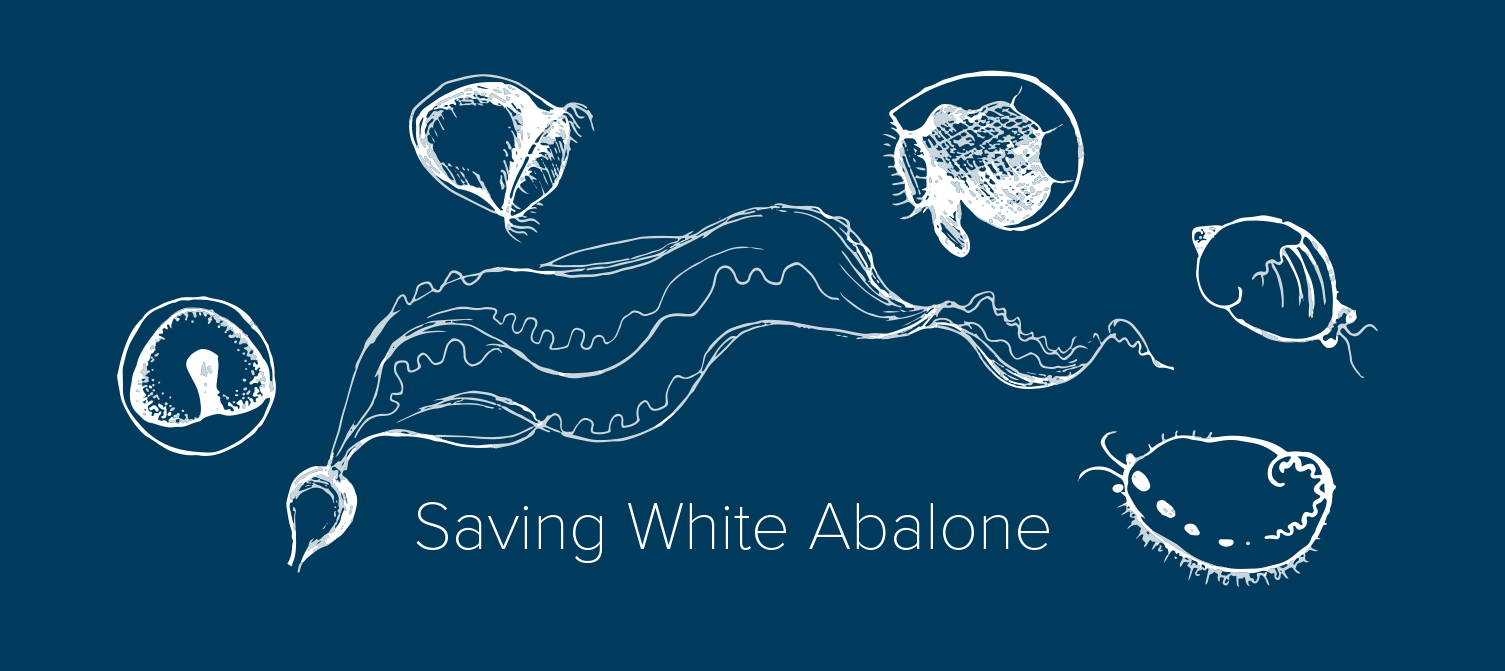 A dark blue banner with stylized white sketches of white abalone overlaid with the text "Saving White Abalone"