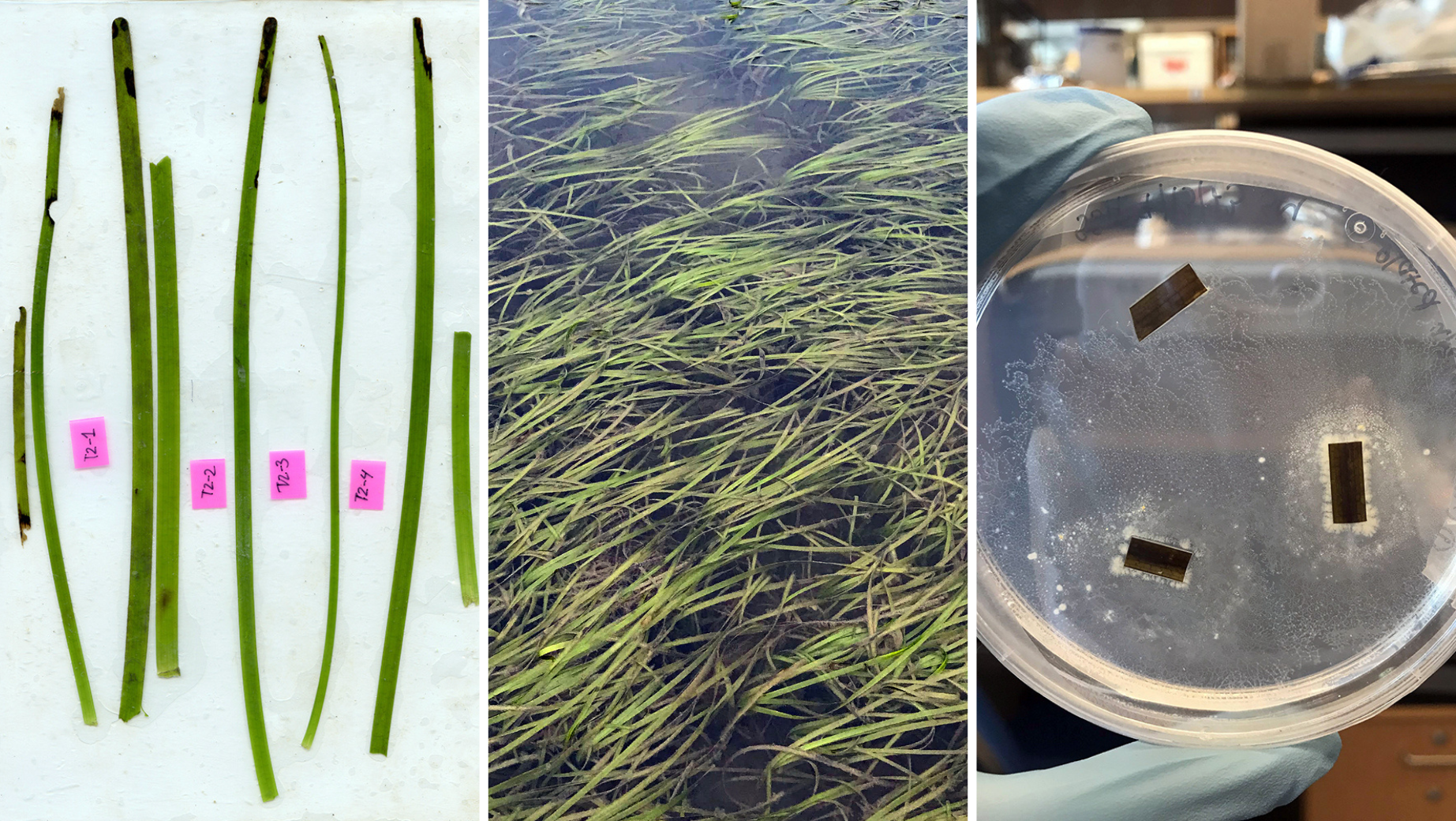 A collage of three images showing seagrass experiments.