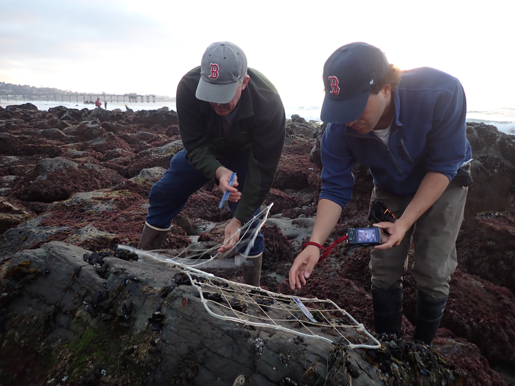 Two researchers crouching over a rocky intertidal area, examining a grid laid out on the rocks.