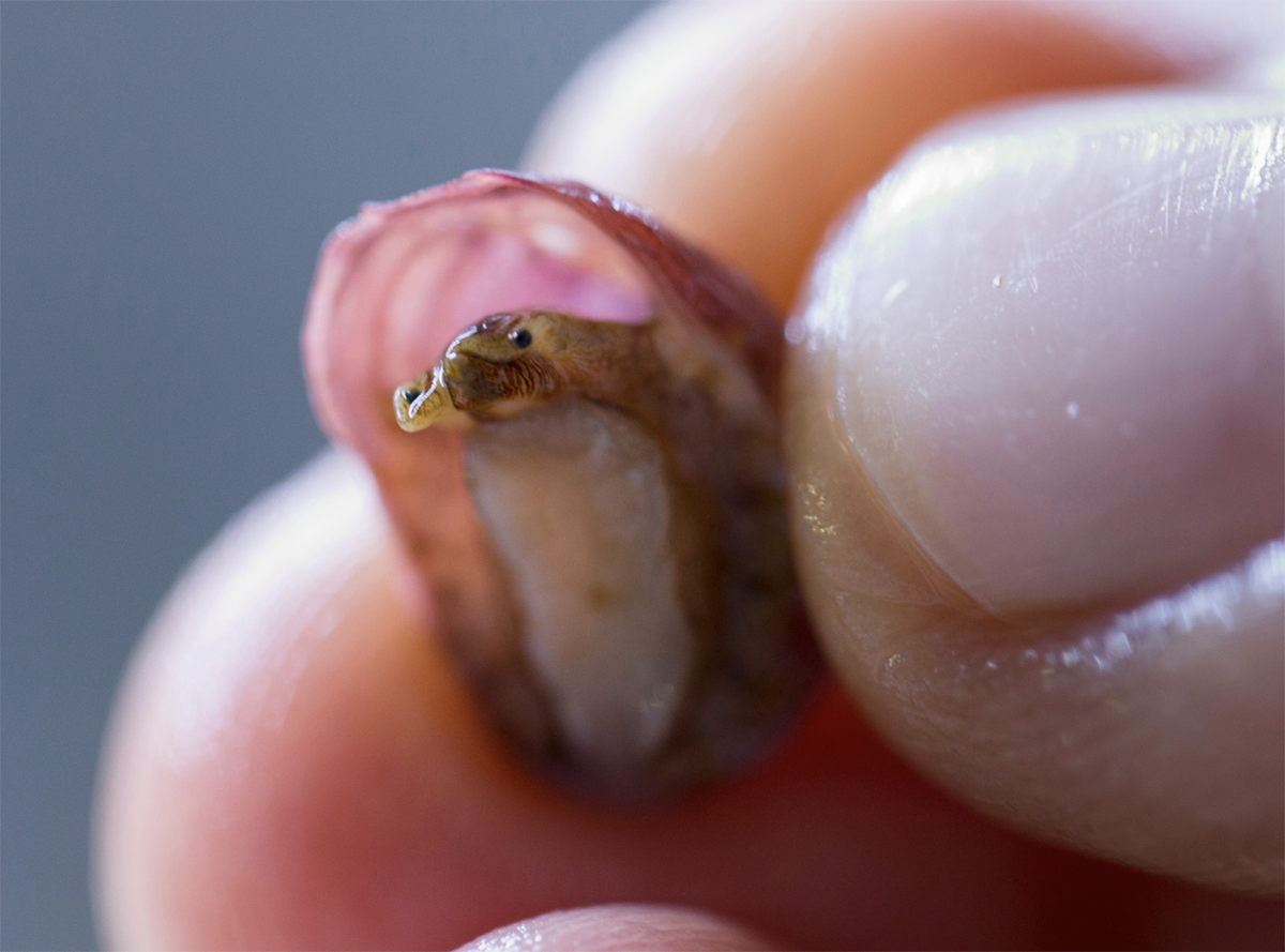 A tiny white abalone peering out from under it's shell, being held by a person's fingers