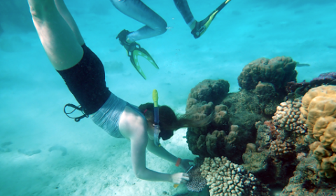 A person diving, wearing swim shorts and swim top and snorkel gear. They are positioned upside down and examining shallow water corals.