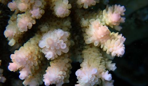Delicate, pink-white pieces of coral shown in close up against a dark background.