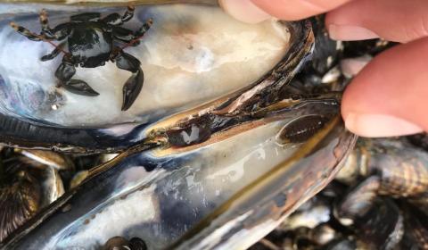 An open mussel reveals a small crab and isopod hiding inside its shell.