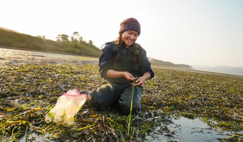 A person in beanie and waders kneels in an eelgrass meadow, examining a blade of seagrass.