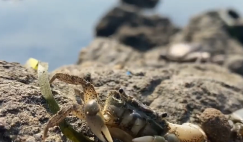 A crab on a rocky, sandy shoreline