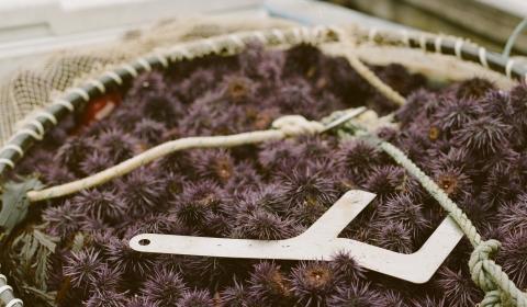 A woven basket full of small purple urchins with a metal measuring device on top of them