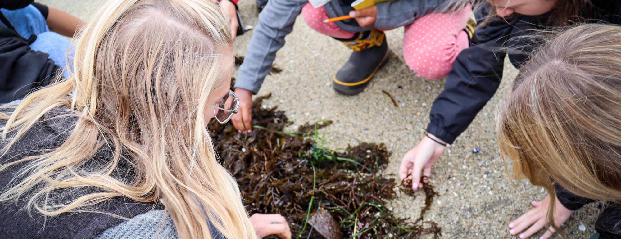 A group of students gathered around a piece of kelp that is washed up on the beach.