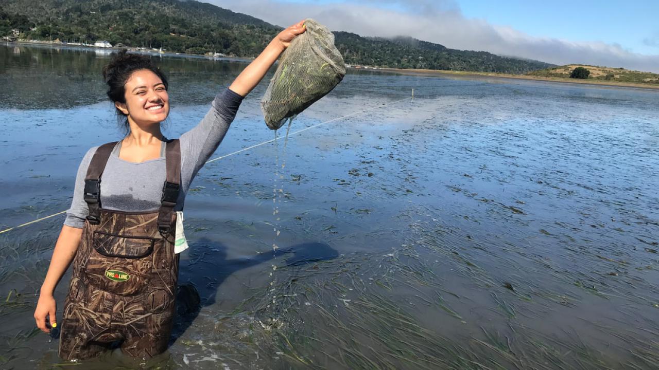 Nayeli Echeverria Collecting sea grass samples. PC: Isabelle Neylan