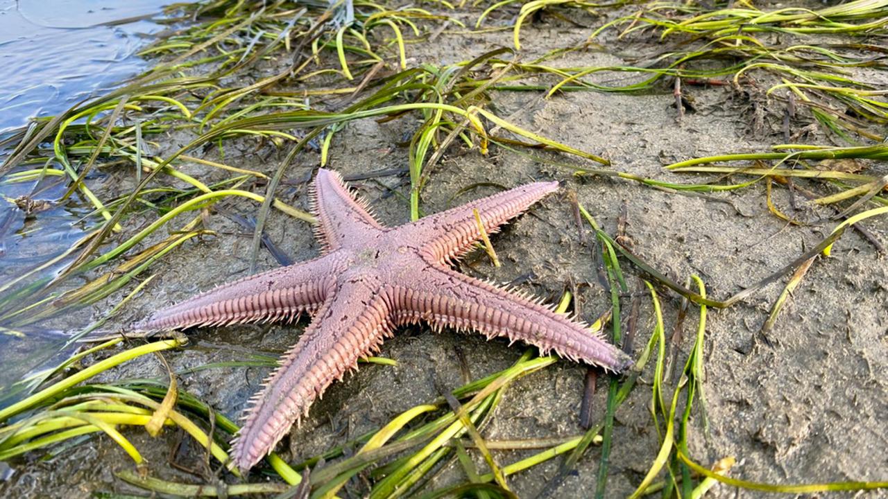 A close up of seagrass growing out a muddy bank with a large sea star on it.