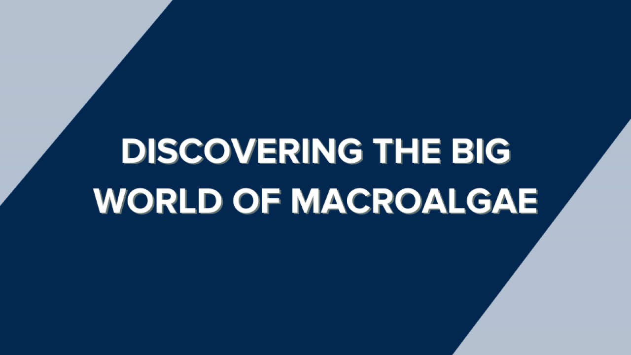 Discovering the Big World of Macroalgae