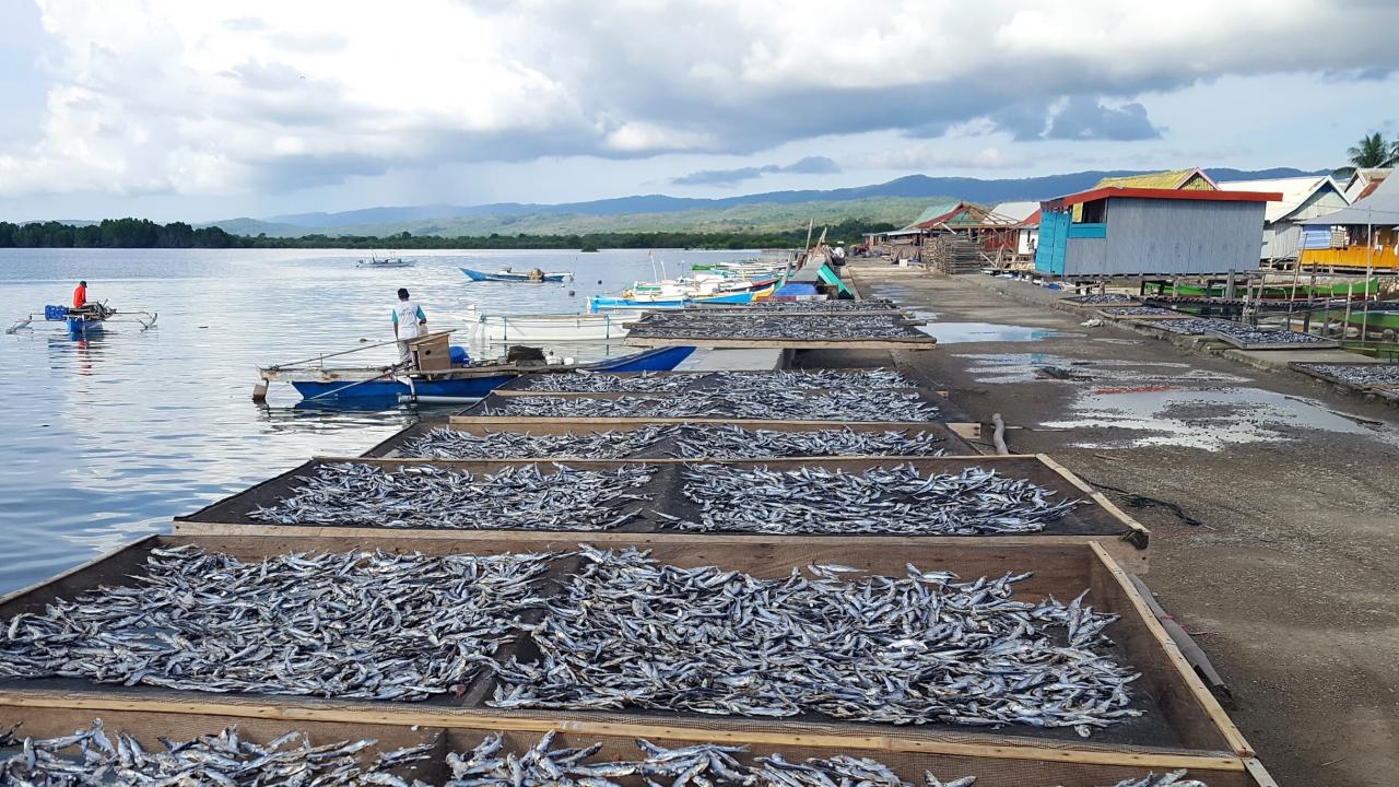 Drying racks filled with fish along a shoreline