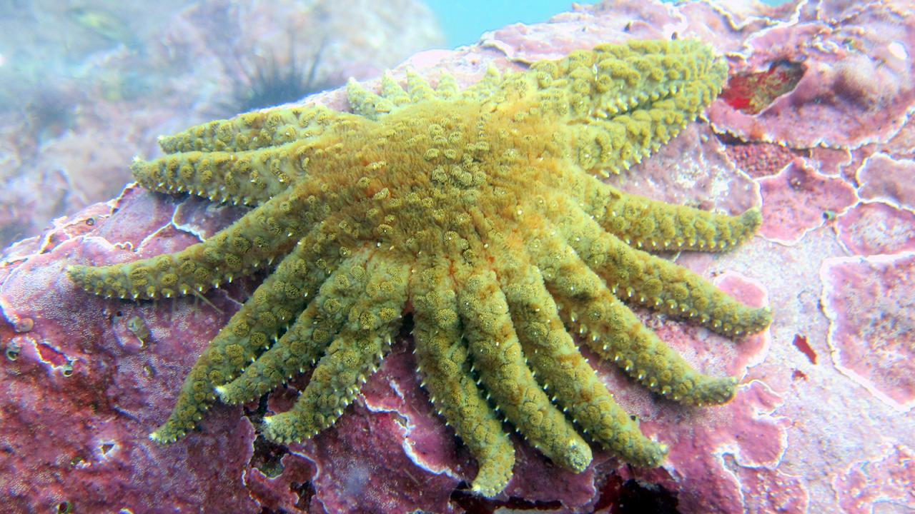 A many-armed yellow sunflower sea star glides across the ocean floor