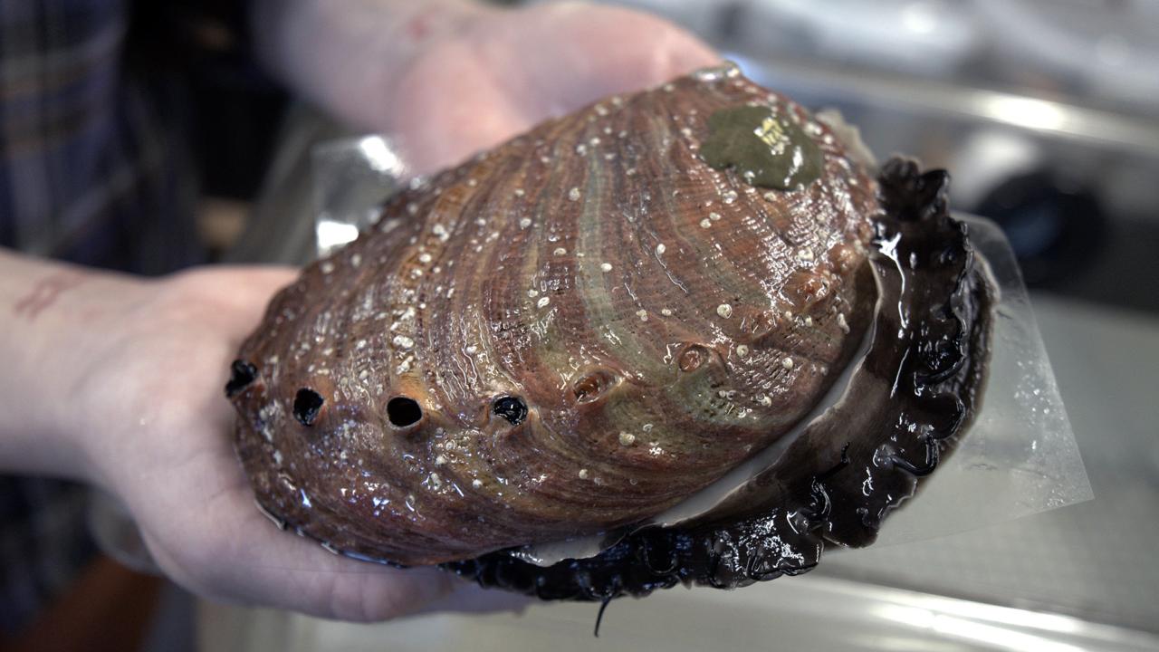 A red abalone being held by two hands