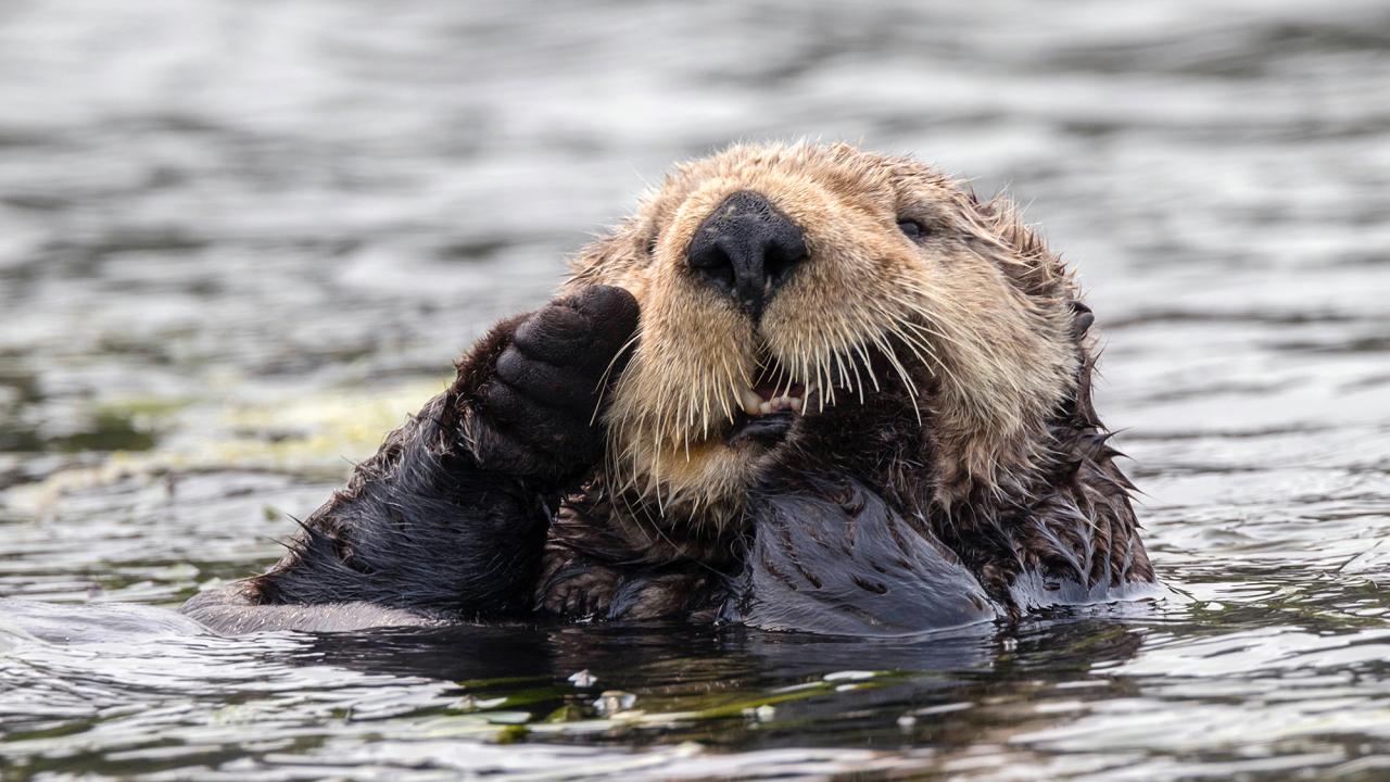 A sea otter pokes its head and arms out of the water.
