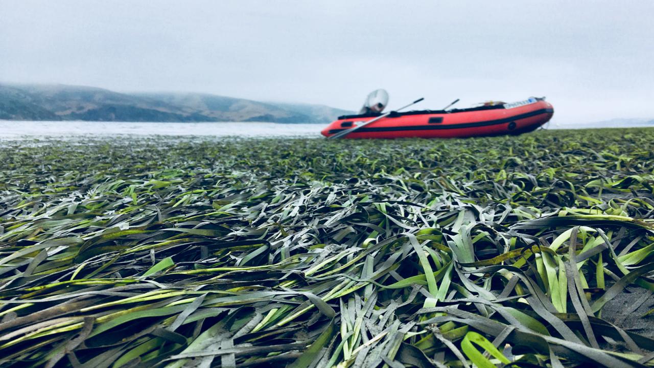 Seagrass blanketing the coast, with a red boat visible at the upper edge