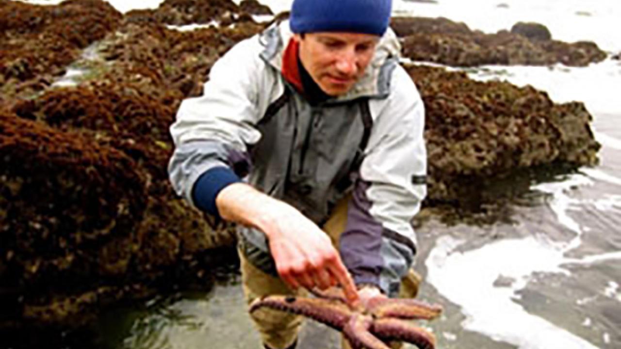 A person wearing a blue beanie and light gray jacket holding an upside down sea star against a rocky coastal background.