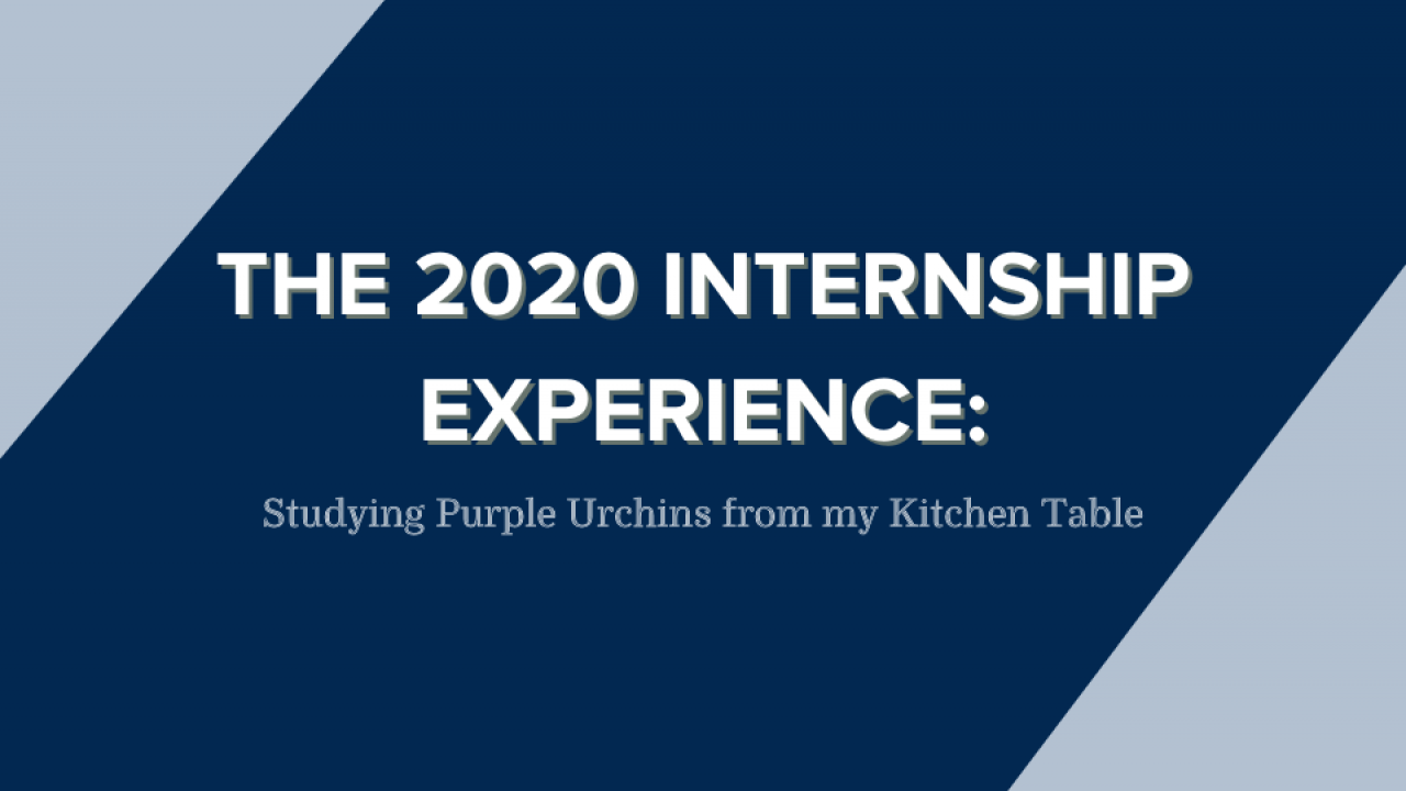 The 2020 internship experience: studying purple urchins from my kitchen table Add to Default shortcu