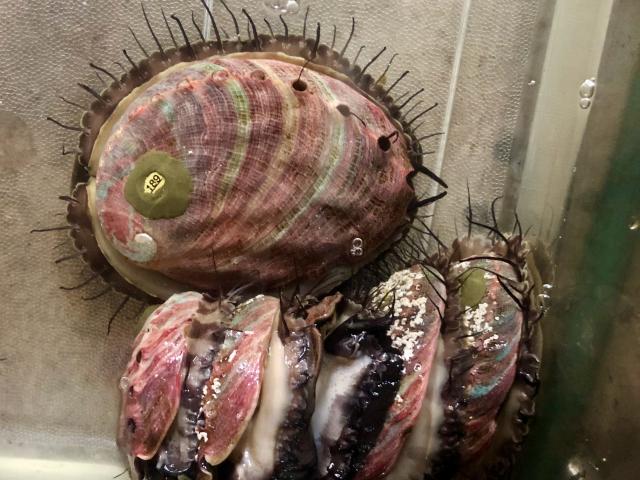 A grouping of red abalone in a tank of water. Several of them are stacked on one another.