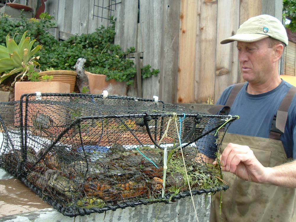 UC Davis Professor Edwin Grosholz holds a trap of invasive European green crabs