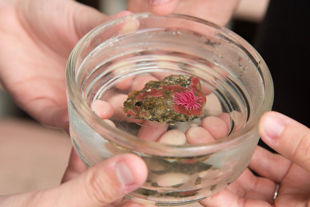 A round glass bowl being held by four hands. Inside, a small pinkish nudibranch sits in water.