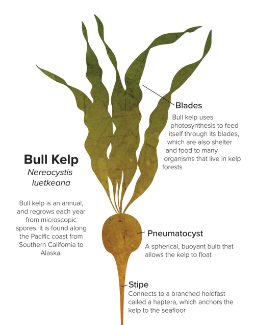 Bull Kelp Diagram showing parts of the plant