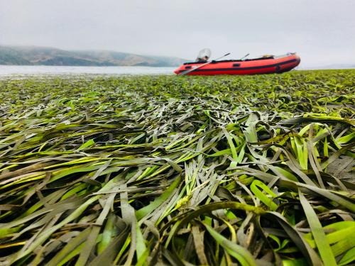 A view of seagrasses with a red boat in the background.