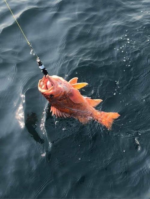 A Canary Rockfish (Sebastes pinniger) being lowered back into the ocean after being caught offshore of Bodega Head for research purposes.