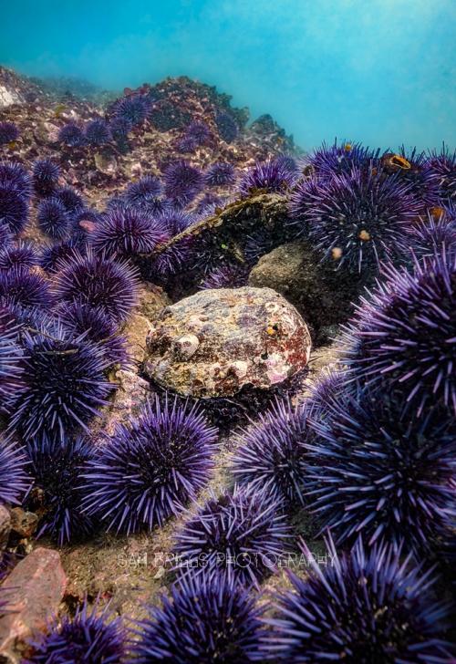 A single abalone surrounded by dozens of purple sea urchins