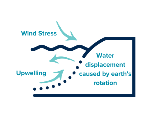 Graphic showing the effects of wind stress and water displacement caused by earth's rotation causing water from the bottom of the ocean to come to the surface.
