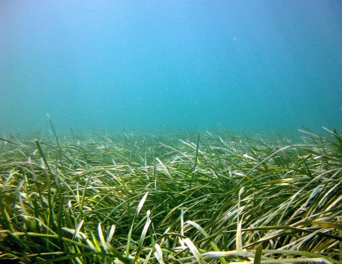 A seagrass meadow underwater
