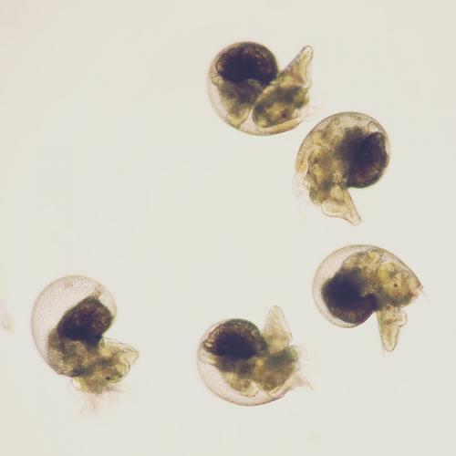 Five nautilus-shaped white abalone larvae