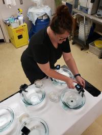 A person working in a laboratory setting, wearing dark colored clothing and with pulled back long, dark hair, the person is leaning over a table to work with samples in glass containers.