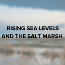 Rising Sea Levels and the Salt Marsh 