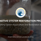 The Native Oyster Restoration Project