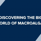 Discovering the Big World of Macroalgae