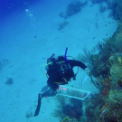 An underwater image of a diver in black gear next to a coral reef in deeply blue waters