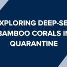 Exploring deep-sea bamboo corals in quarantine