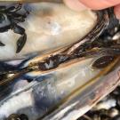 An open mussel reveals a small crab and isopod hiding inside its shell.