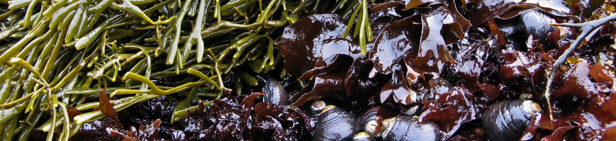 snails and algae, Photo Credit: Emily Jones