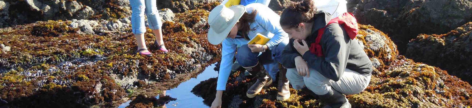 Students in the intertidal