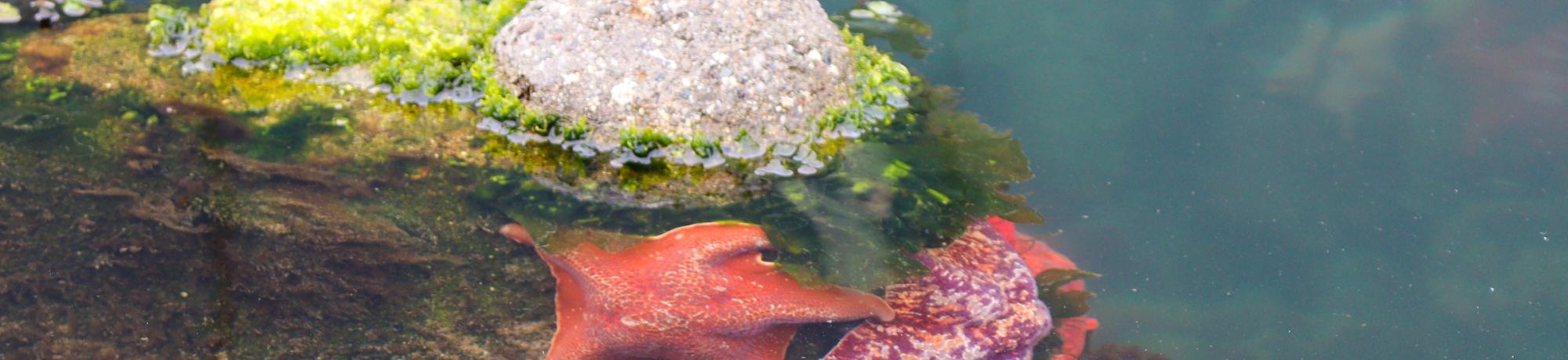 Three bright orange sea stars attached to a rock that is sticking slightly out of the water